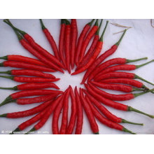 New Crop Top Quality for Sales Red Hot Chili